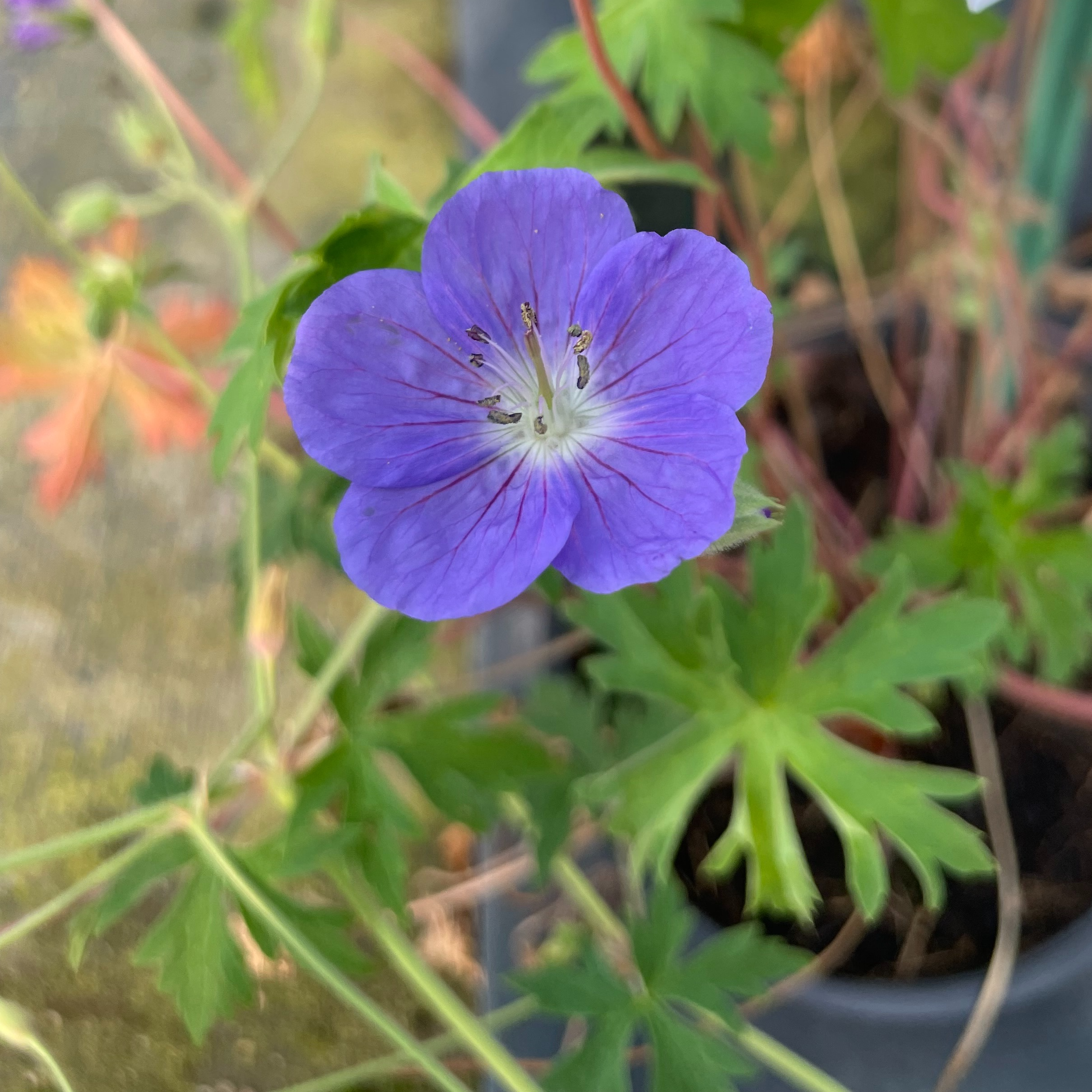 Geranium ‘Brookside’