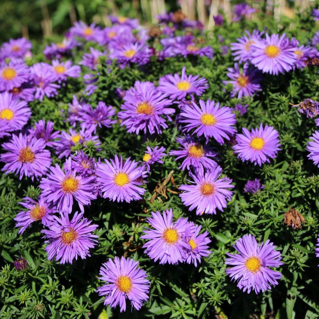 Aster nain (Aster dumosus) 'Augenweide' - 1l