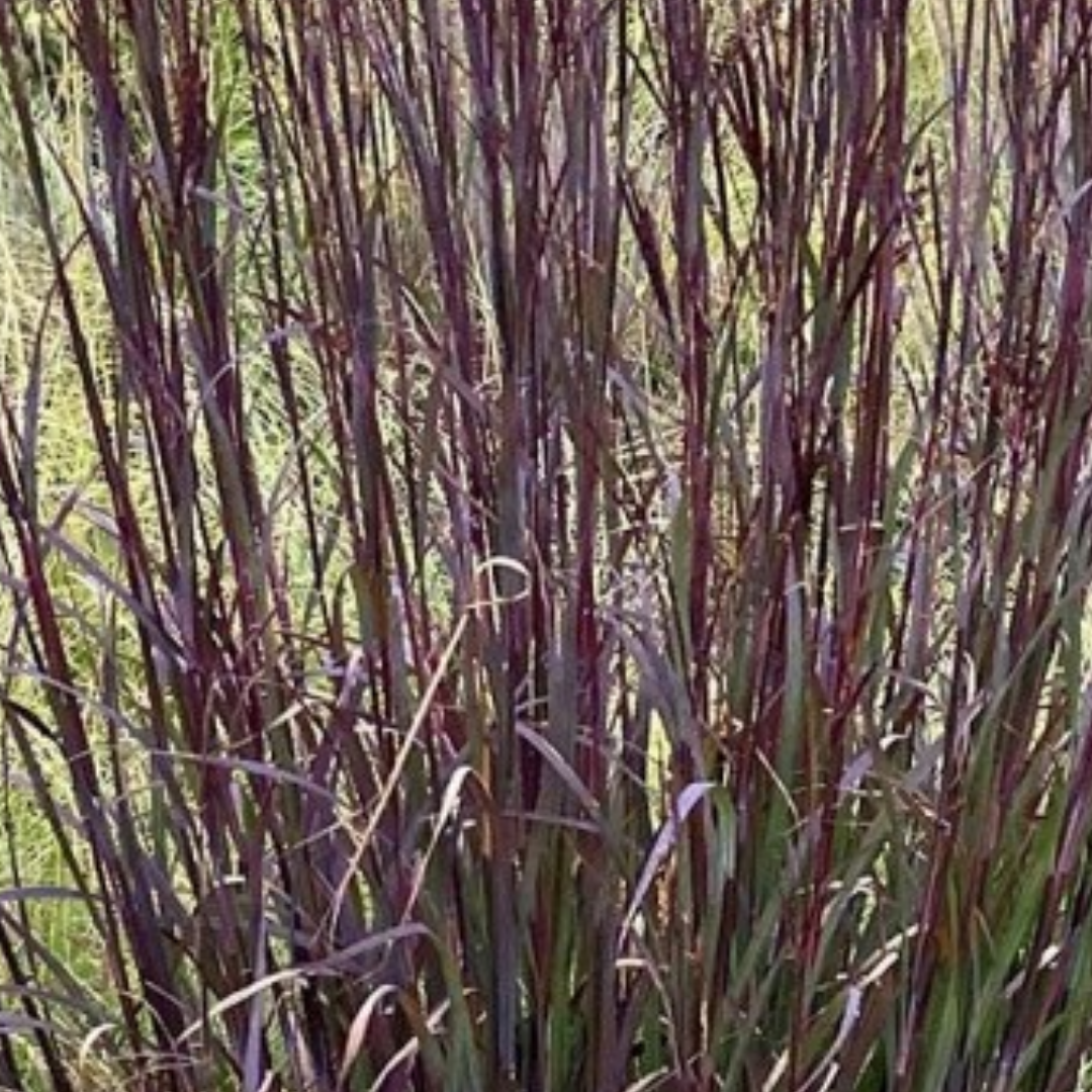 Andropogon gerardii ‘Blackhawks’