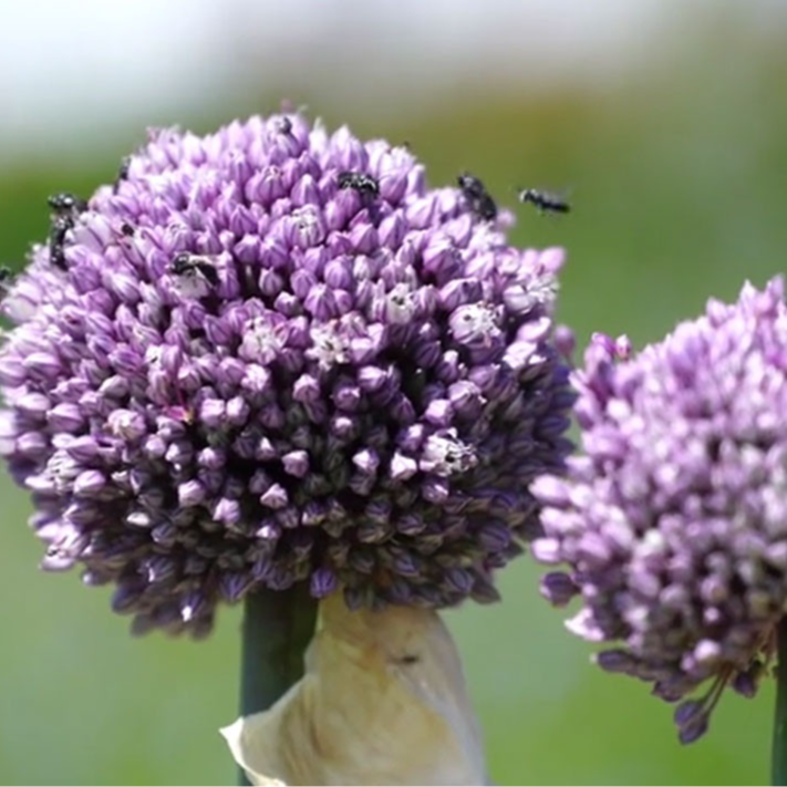 Fleurs de poireaux sauvage ( par 3)