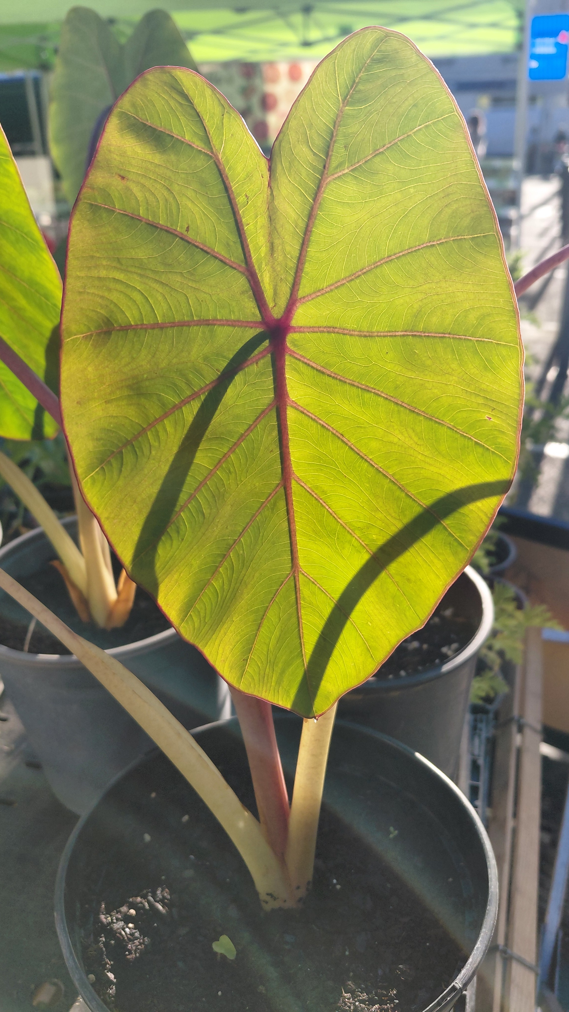 Colocasia pink china - 2l