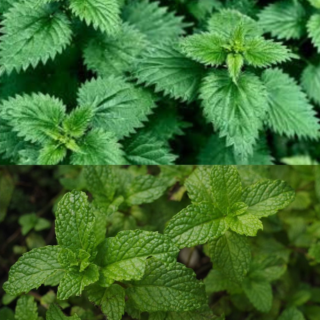 Glace d'infusion Ortie mélisse