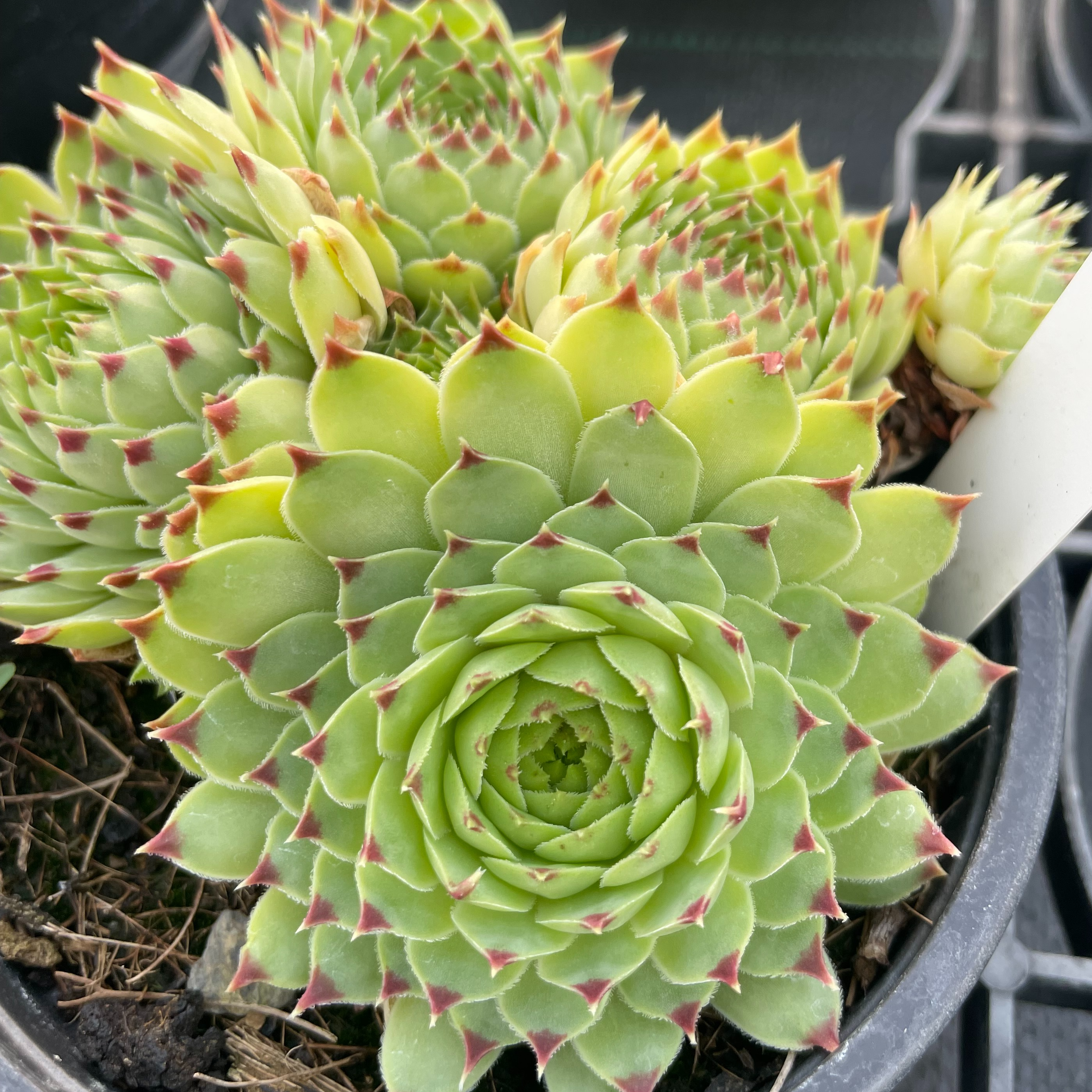Sempervivum calcareum