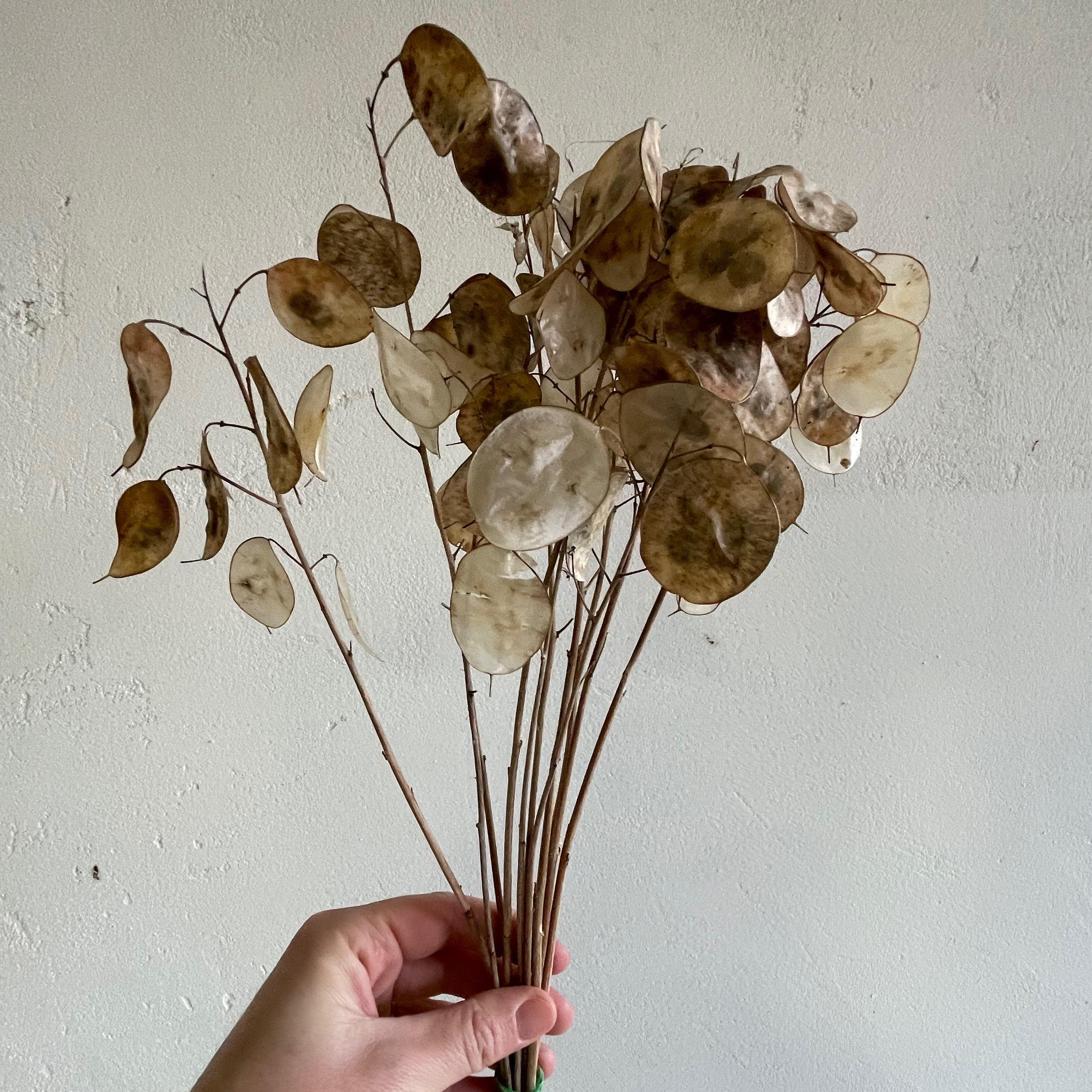 Monnaie du pape - Lunaire - 15g