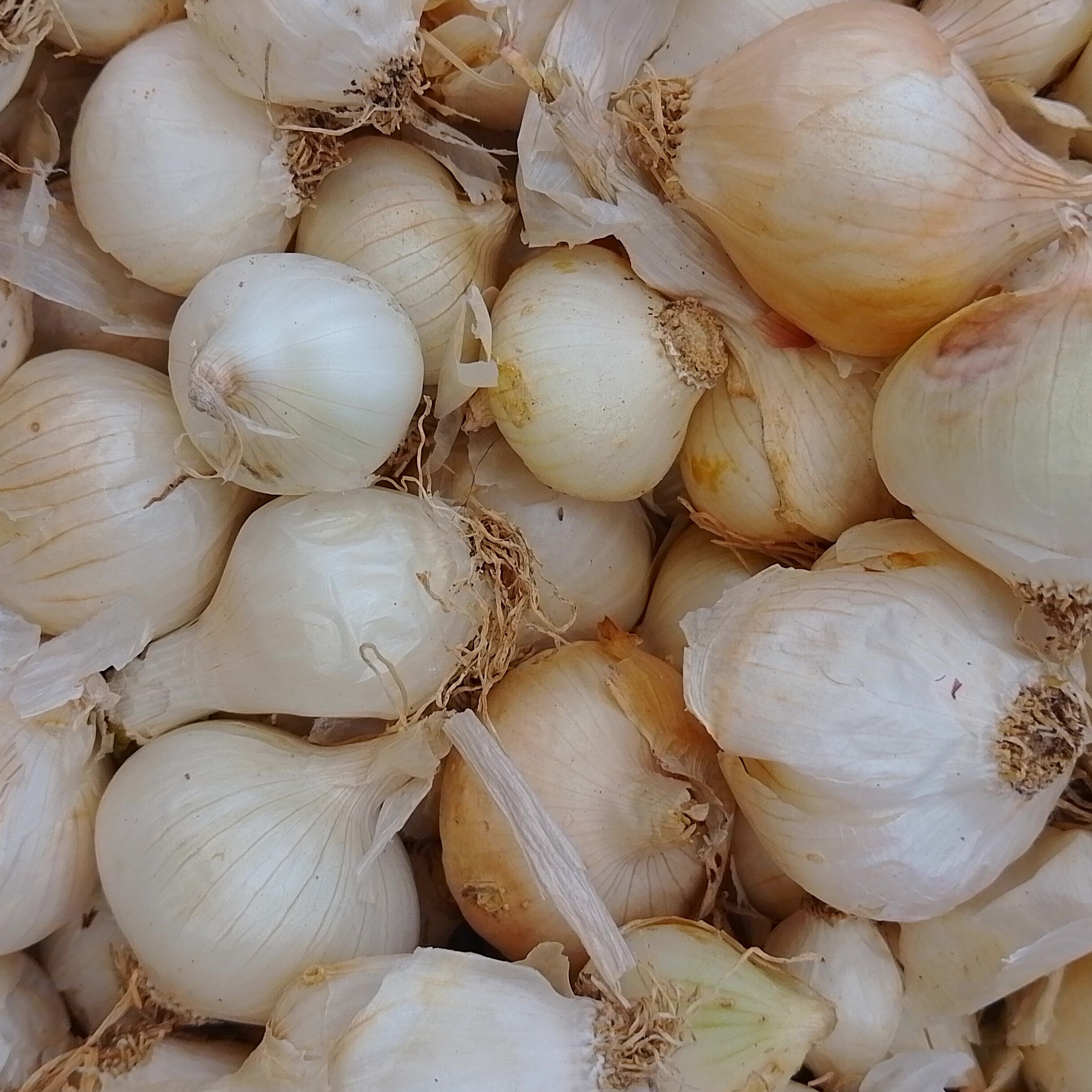Oignon blancs