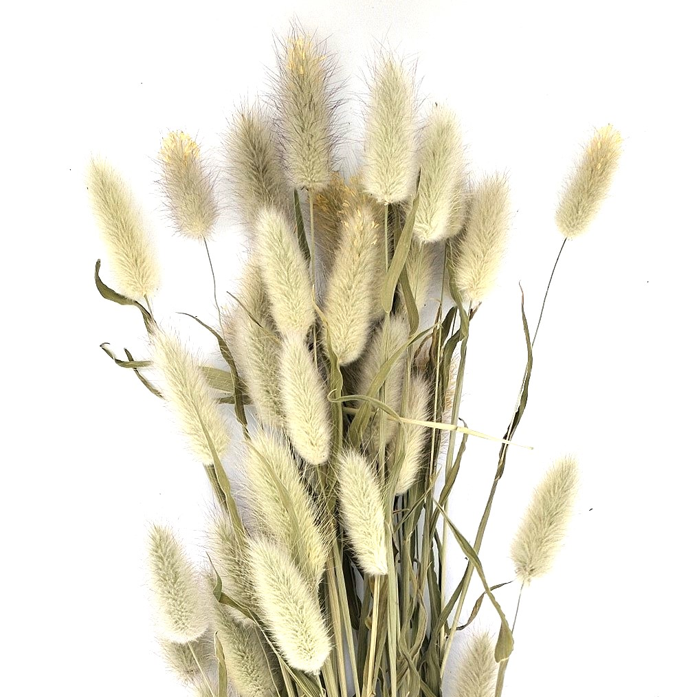 LAGURUS / QUEUE DE LIEVRE - BOTTE  -  20 TIGES - SEC