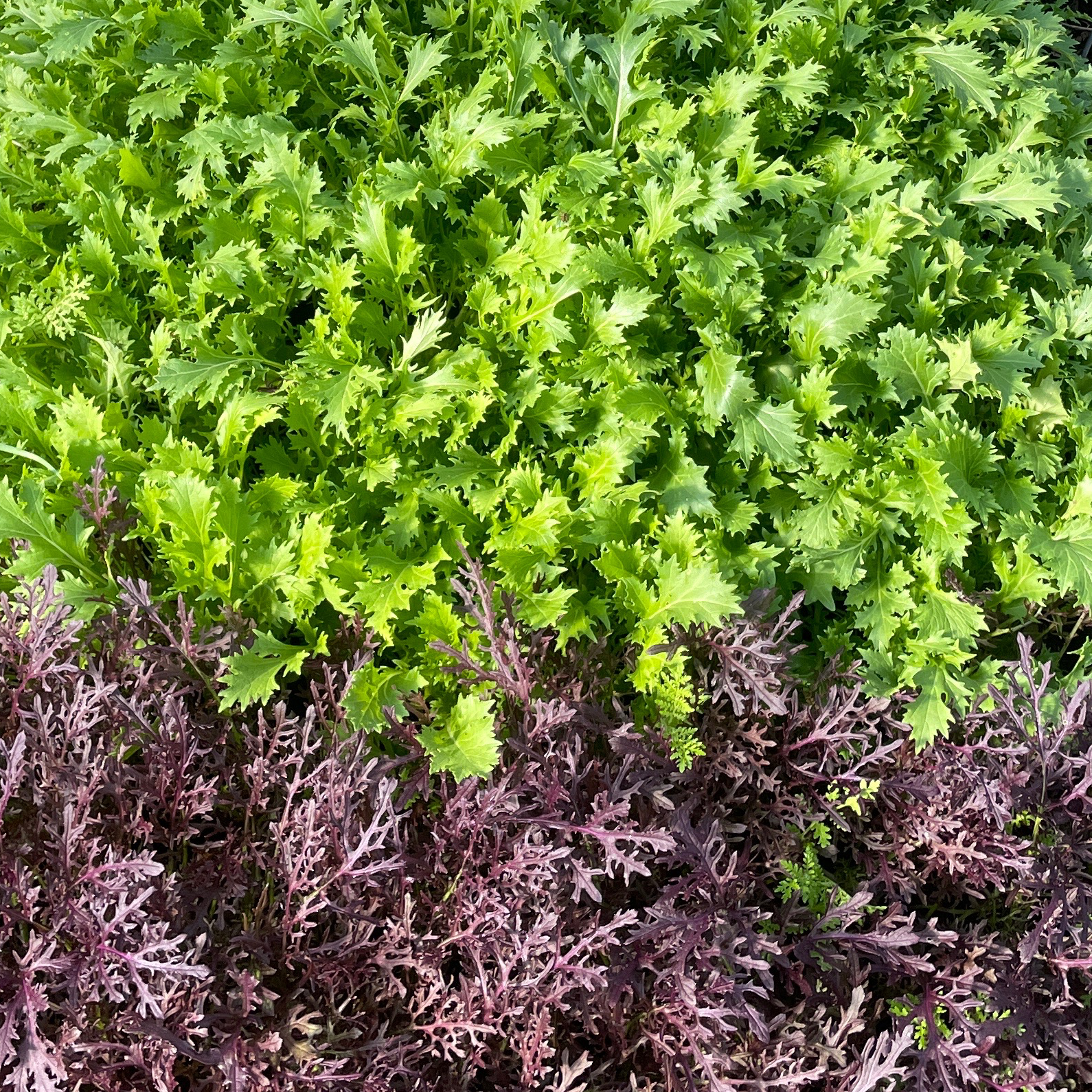 Salade mesclun asiatiques jeunes pousses - 180g