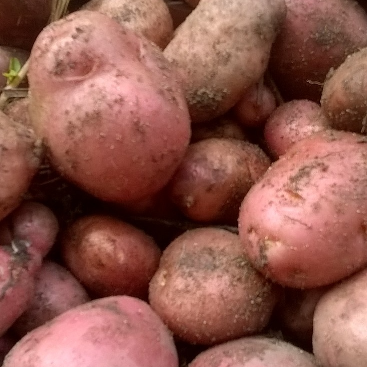 pommes de terre tendres