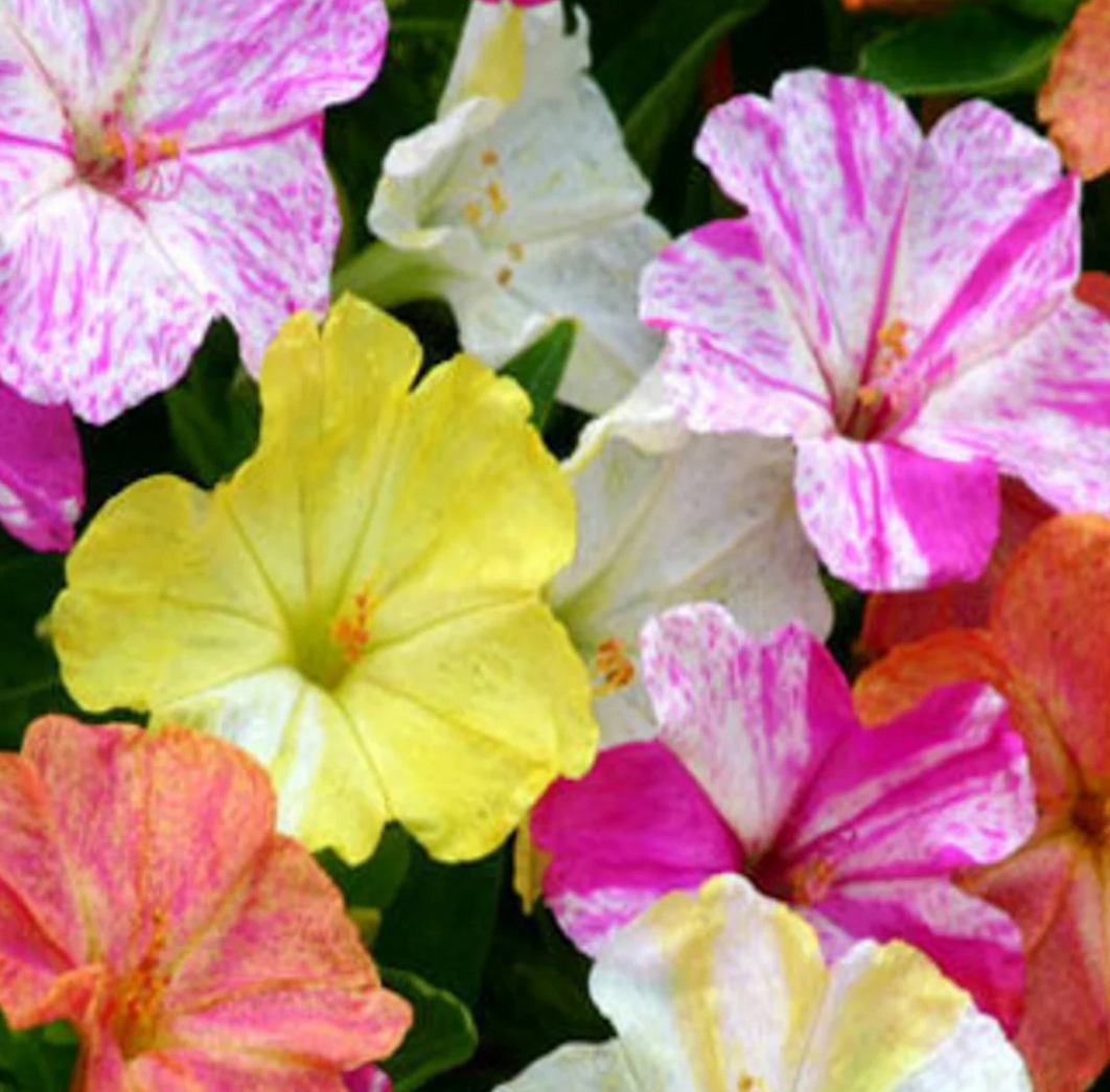 Plants fleurs- Belle de nuit marbles en mélange