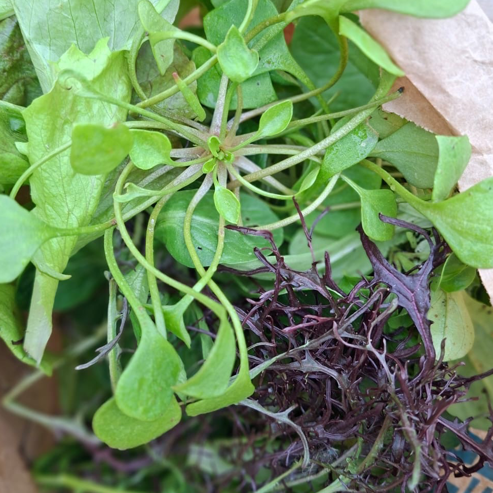 Mesclun les 100 g