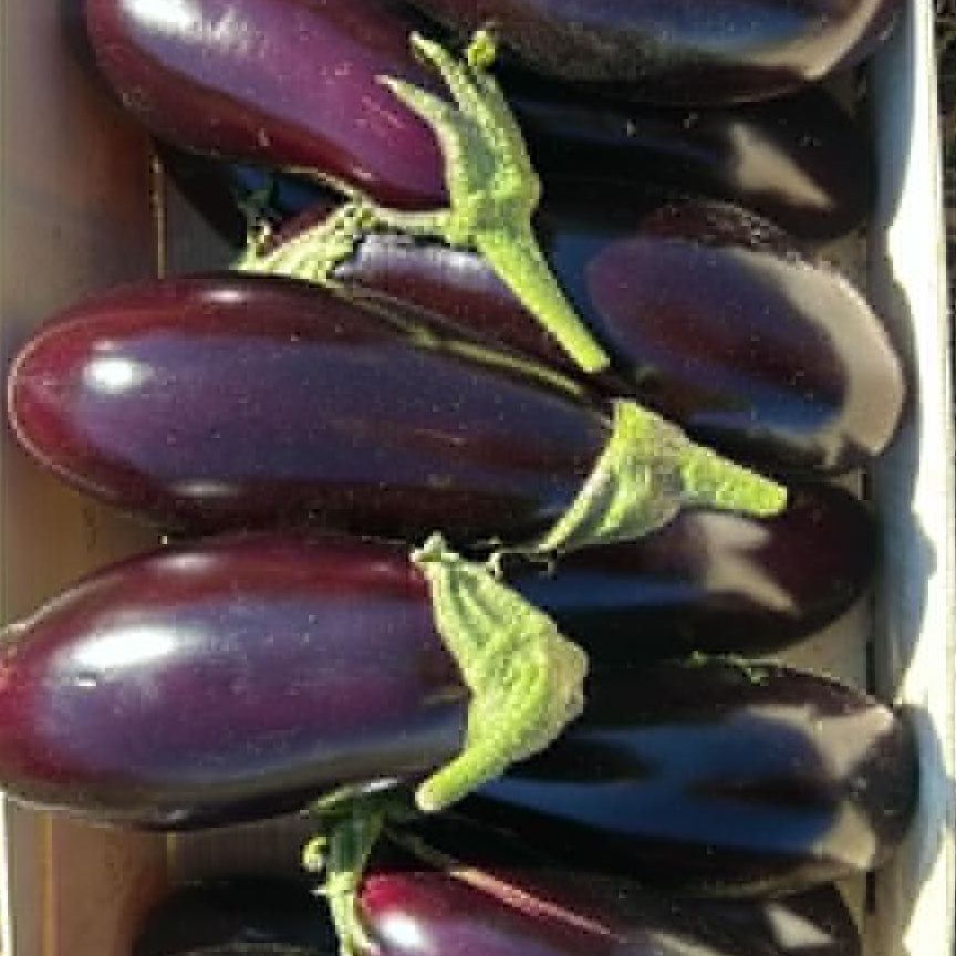 Aubergine - 1kg
