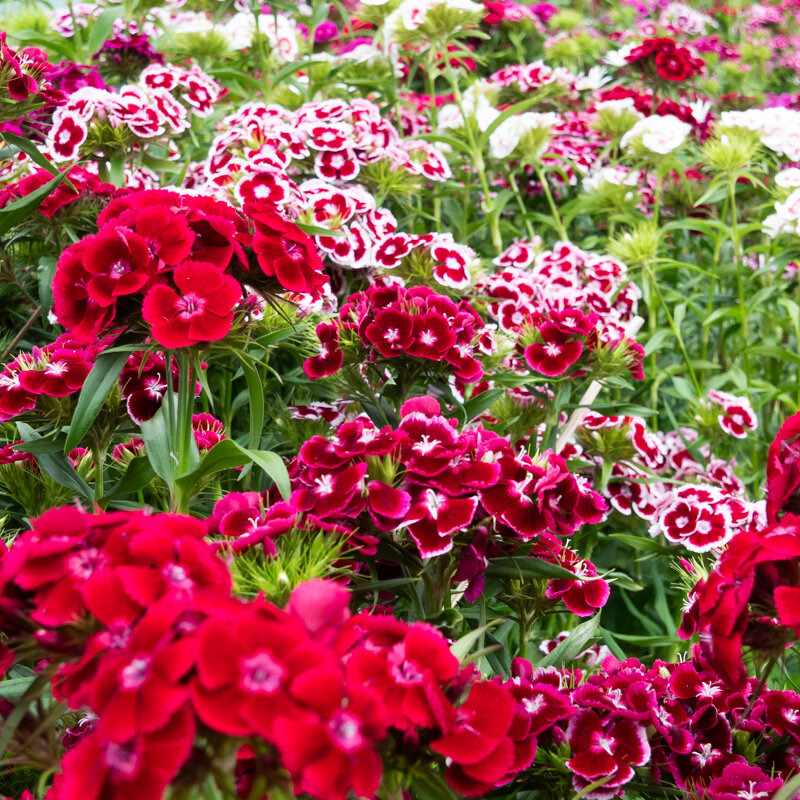 Plants fleurs- oeillet de poète électron