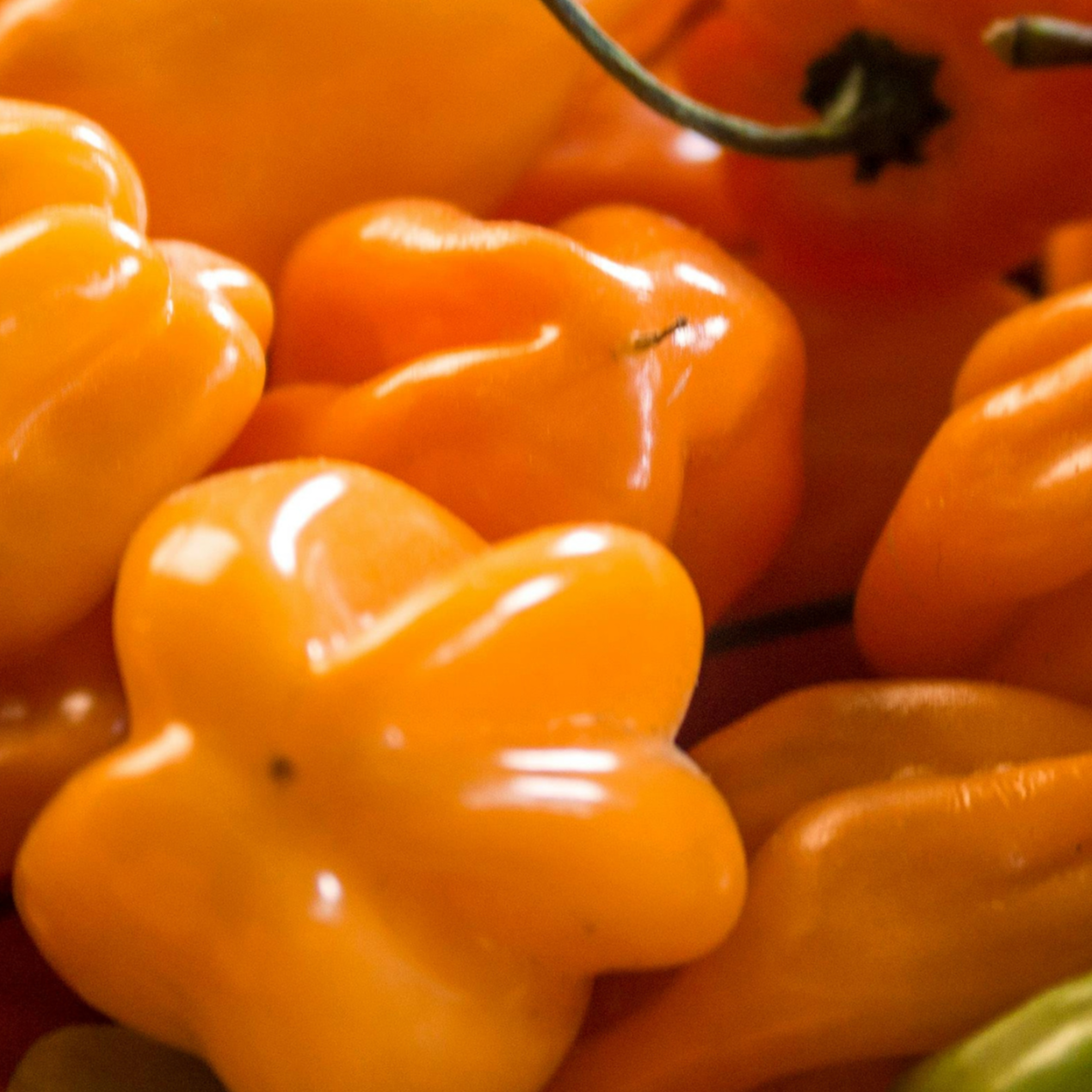 Piment Habanero frais (x5 pièces)
