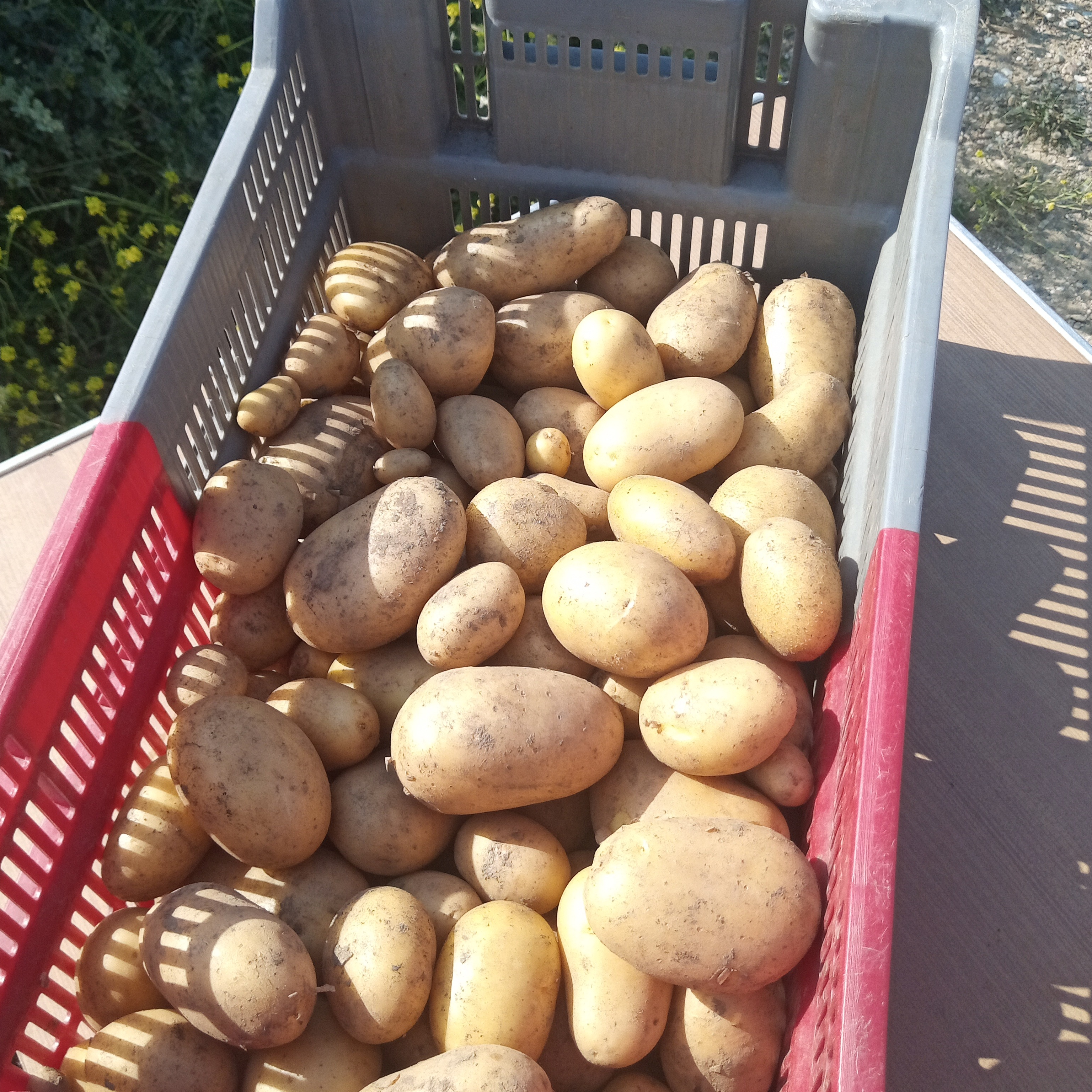 Pommes de terre Nouvelles