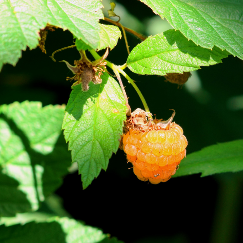 FRAMBOISIER Surprise d'Automne Bio