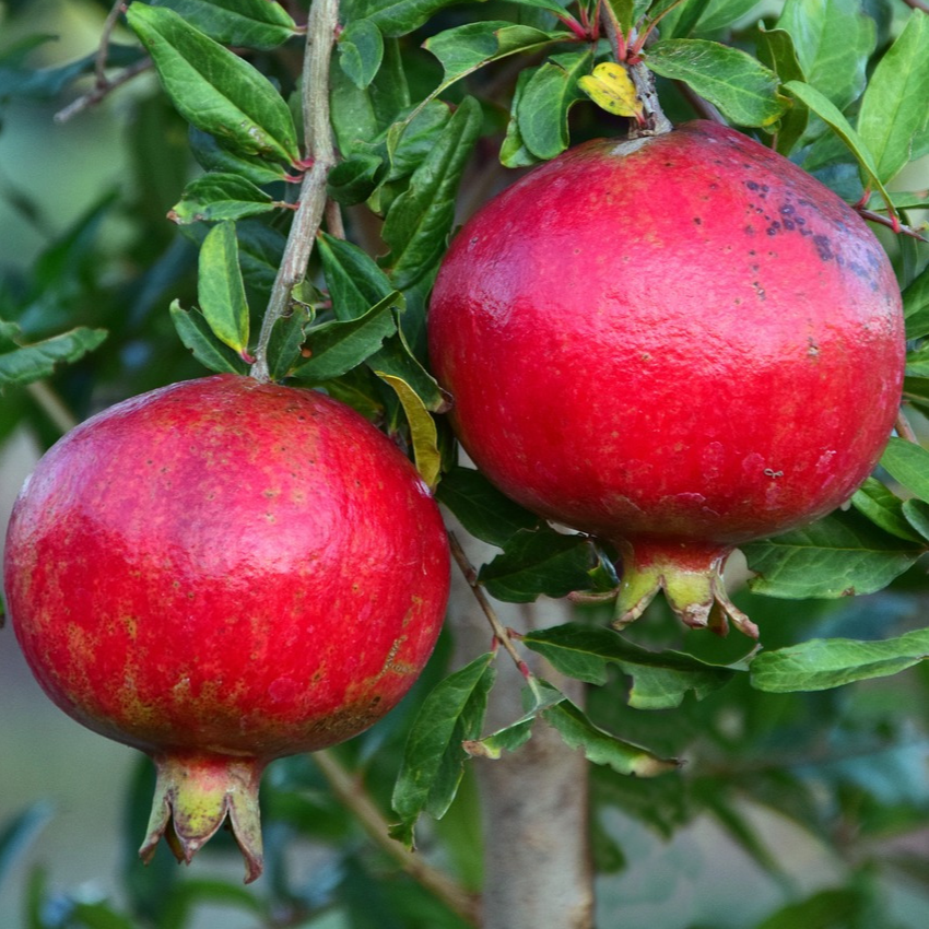 Grenadier Wonderfull - 3l