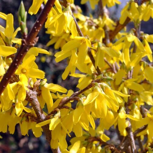 Forsythia - Forsythia intermedia