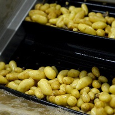 .Pomme de terre nouvelle