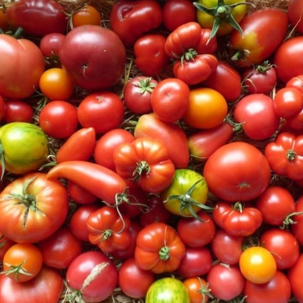 Tomates anciennes - 500g