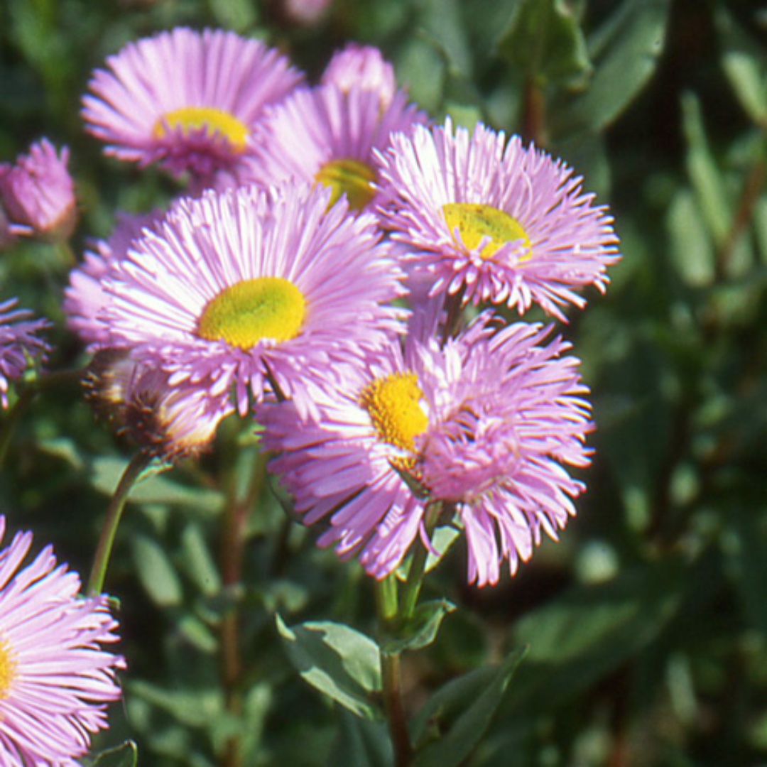 Erigeron Felicity