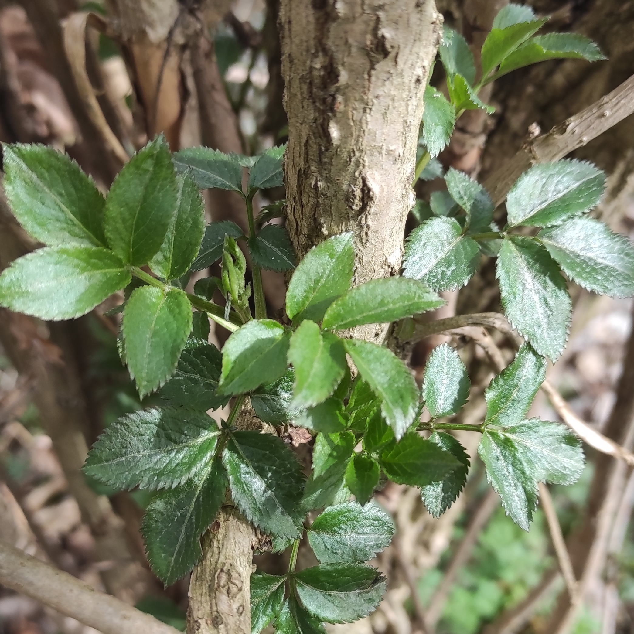 Gemmothérapie Sureau - 30ml