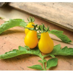 Tomate cerise POIRE JAUNE