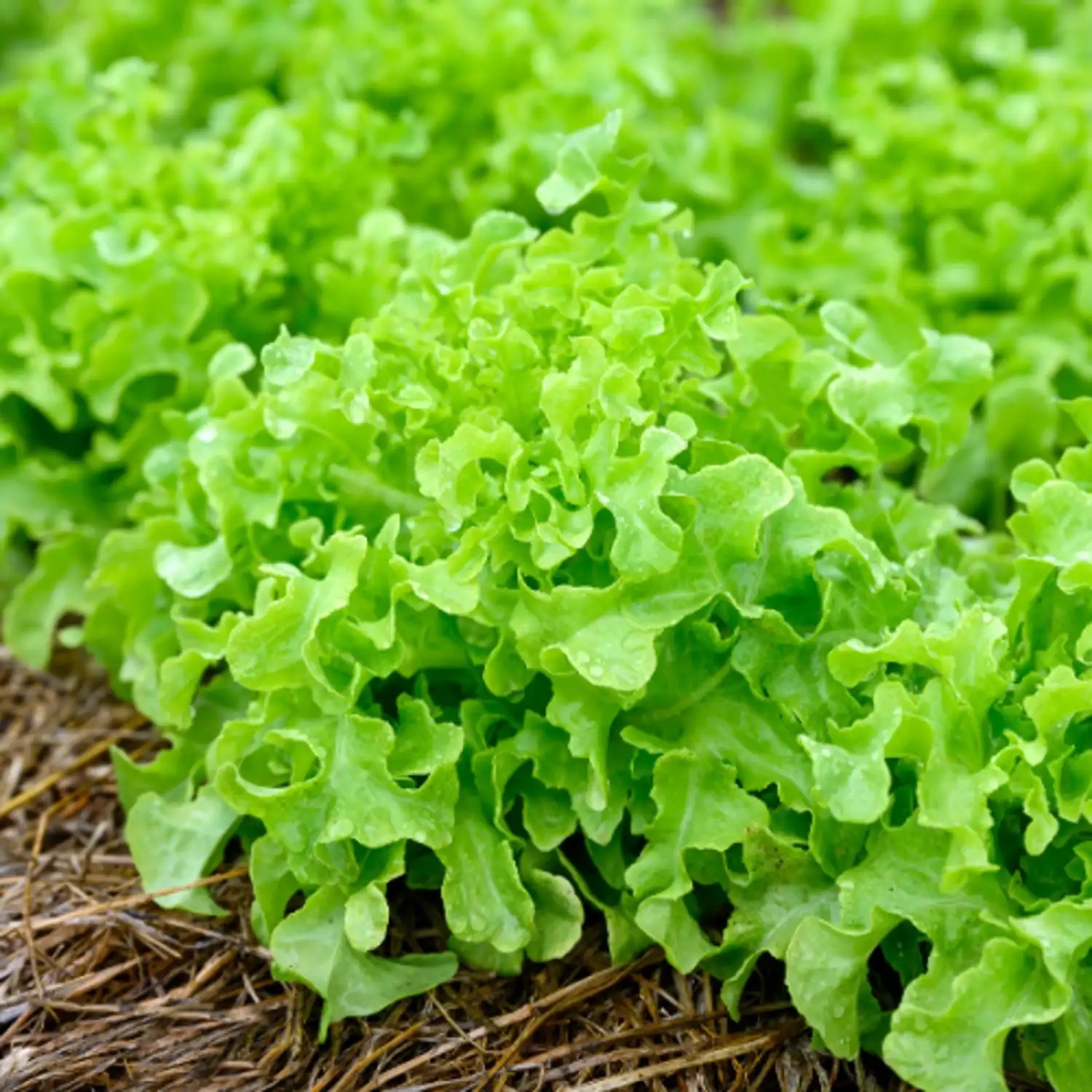 SALADE - FEUILLE DE CHÊNE VERTE Bio