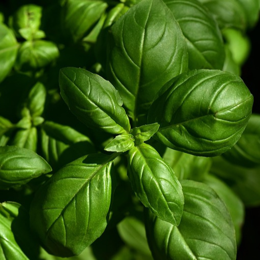 BASILIC