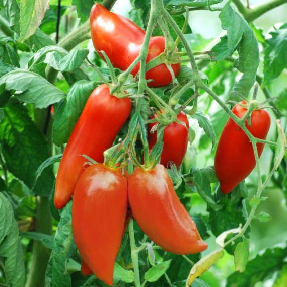 Plant de tomate Cornue des Andes