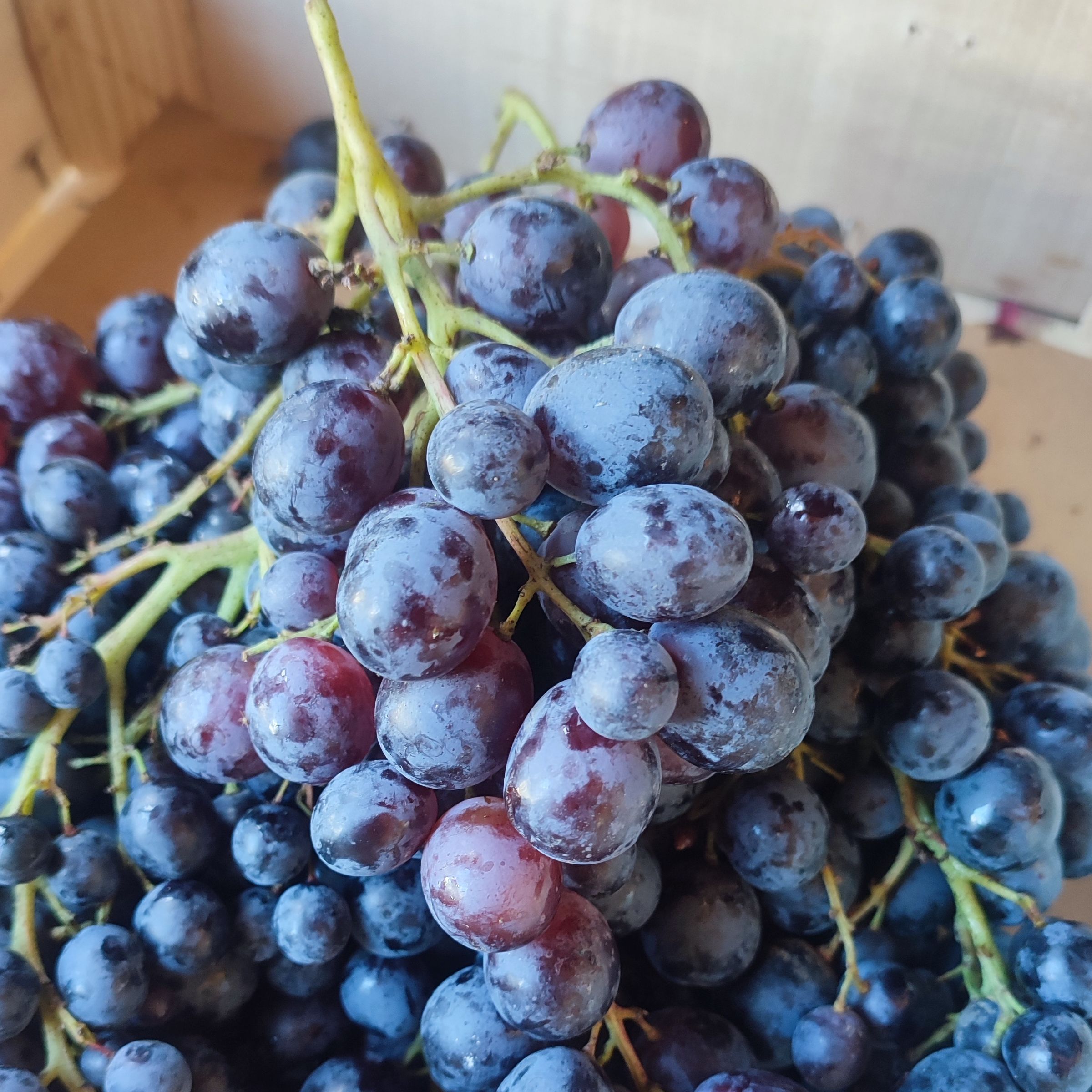 Raisin muscat