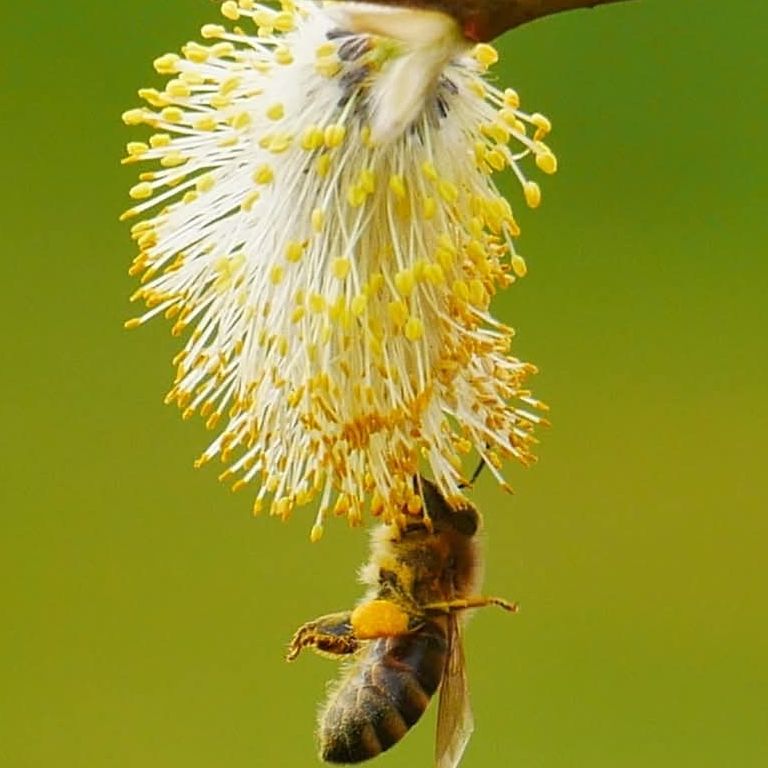 Parrainage 1000 abeilles