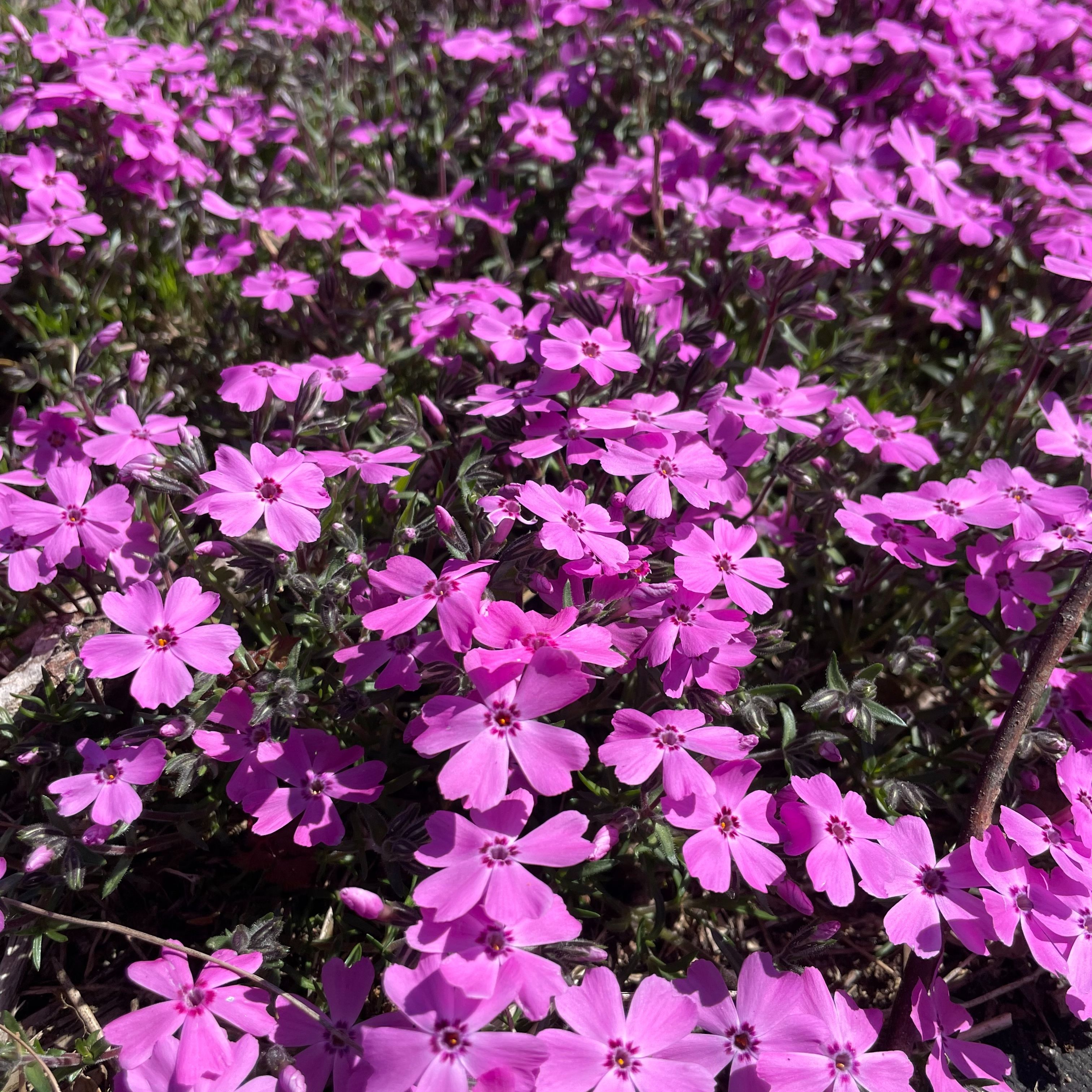 Phlox subulata Rose