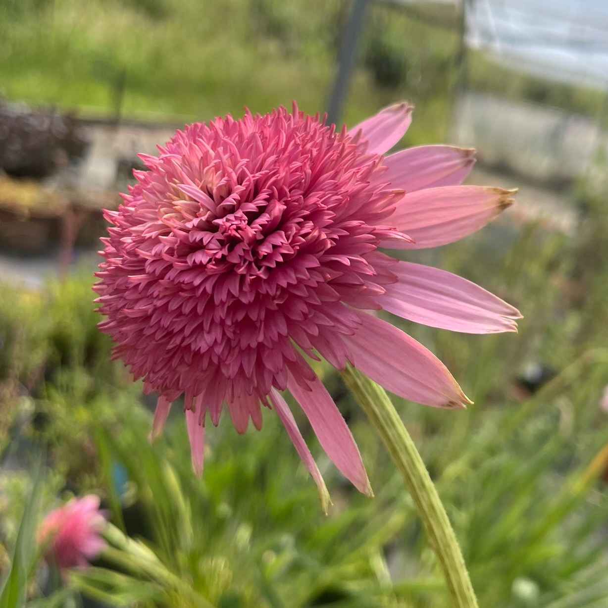 Echinacea ‘Razzmatazz’