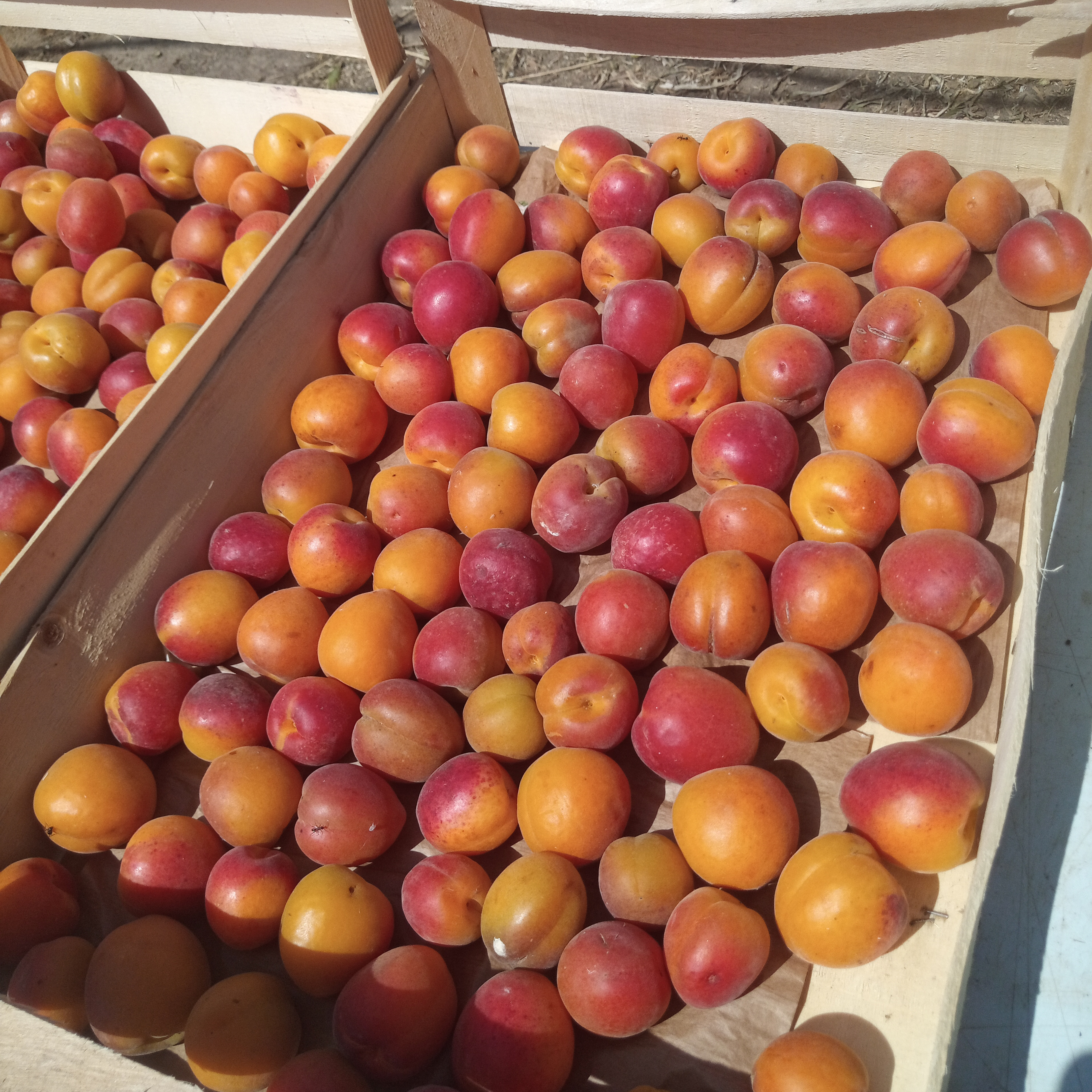 Abricots Wondercot AB de Théza