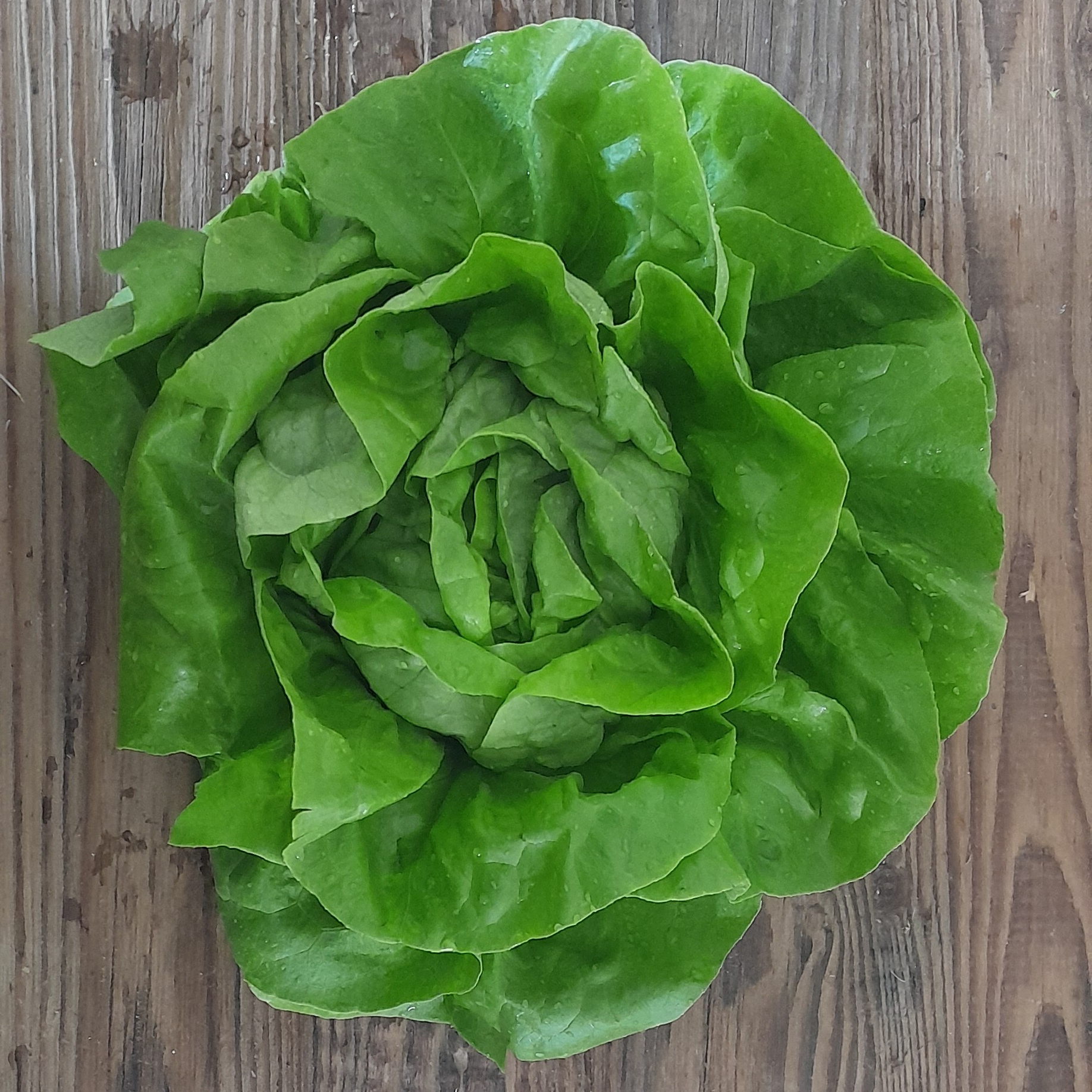 Salade Laitue