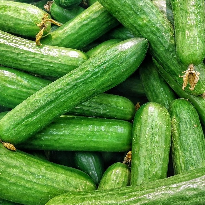 Concombre Bio (au poids)