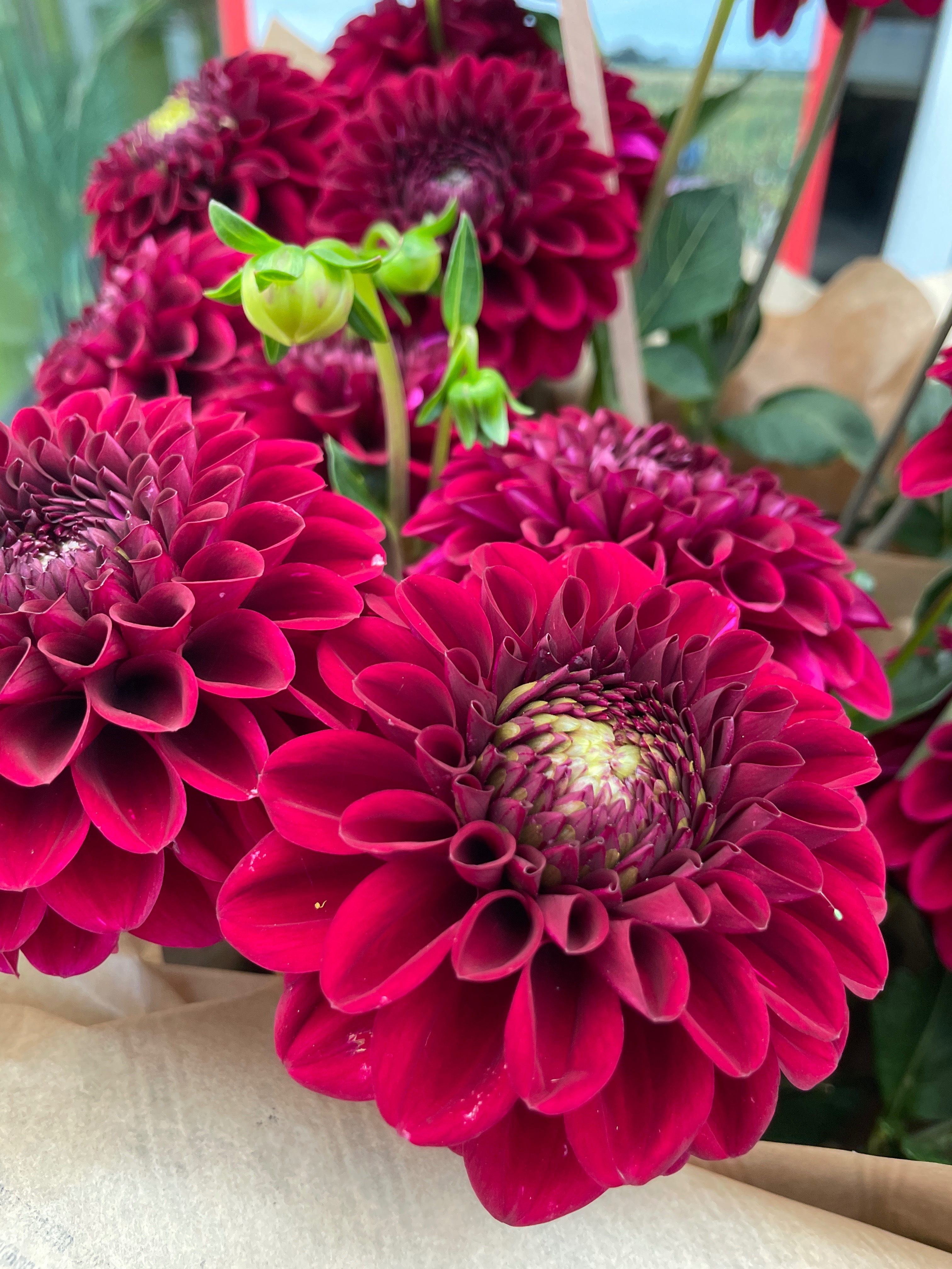 Dahlia nuances LIE DE VIN FONCÉ- x 10 tiges
