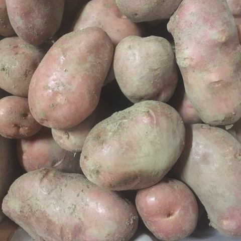 Pomme de terre Désirée