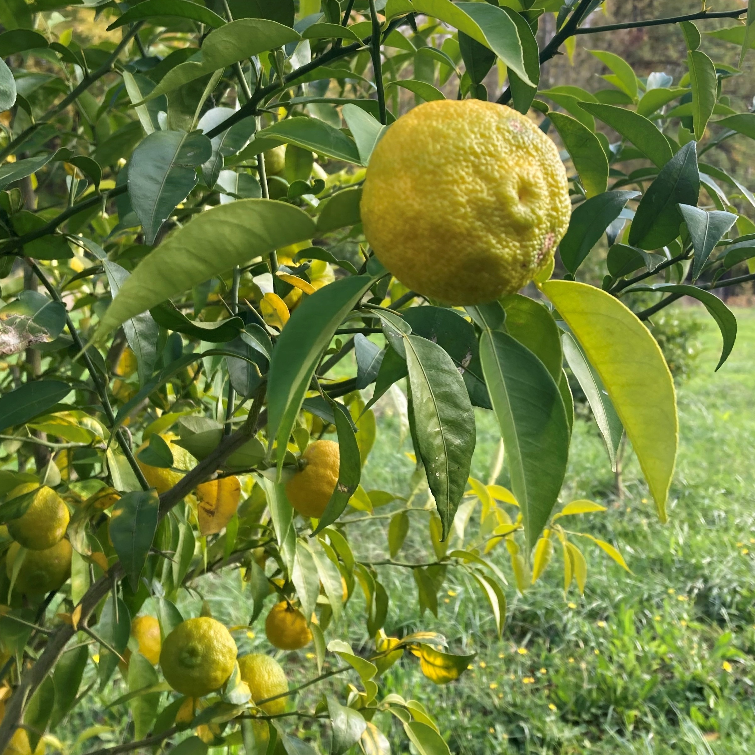 Citron Yuzu Bio (kg)