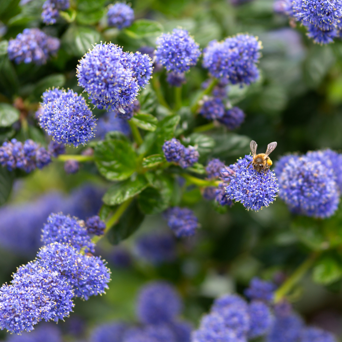 Ceanothe rampant, Ceanothus Thyrsiflorus var. repens - 3l