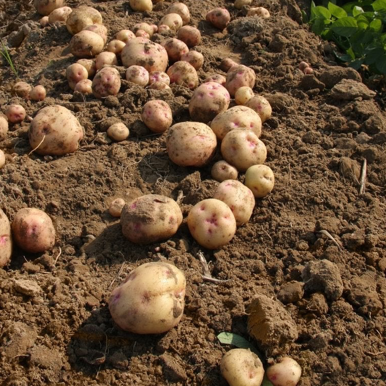 Pomme de terre Local - 10kg