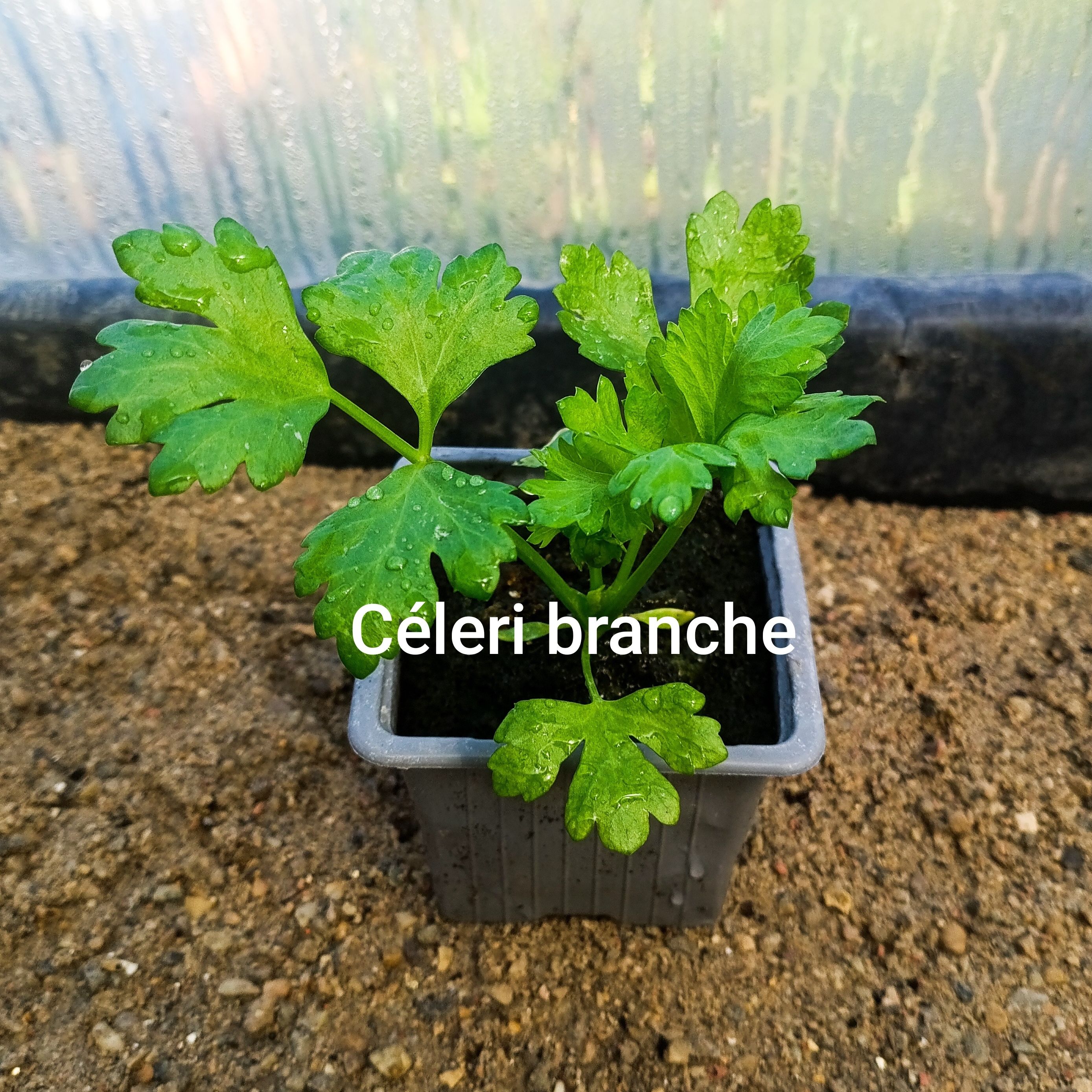 Plant légume - céleri branche