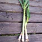 Ail nouveau frais