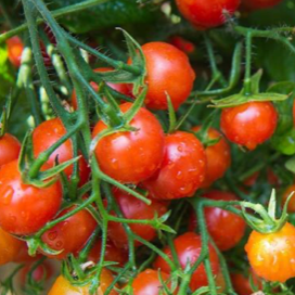 Tomates cerise