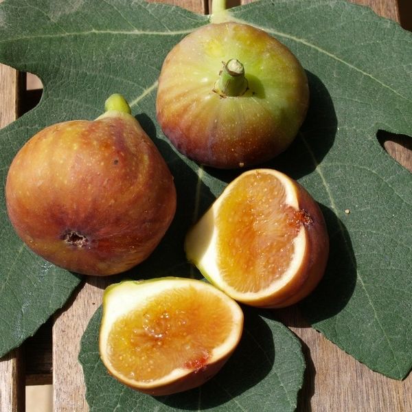 Figuier Madelaine des 2 saisons