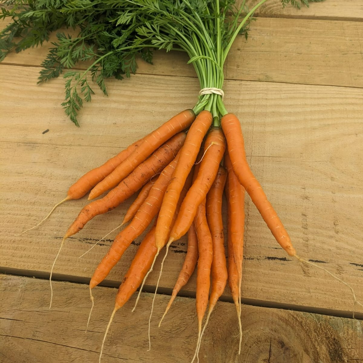 Carottes (botte)