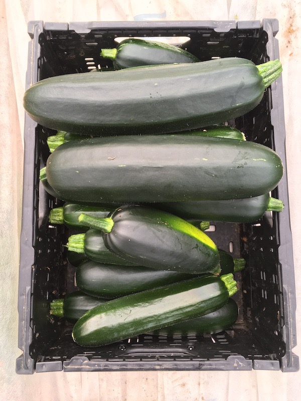 Courgette