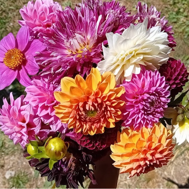 Dahlias (rose) X10