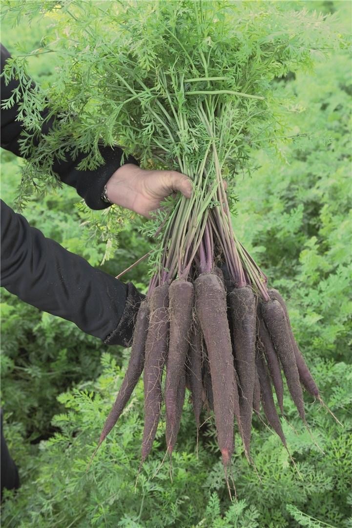 Carotte Purple sun (violette)