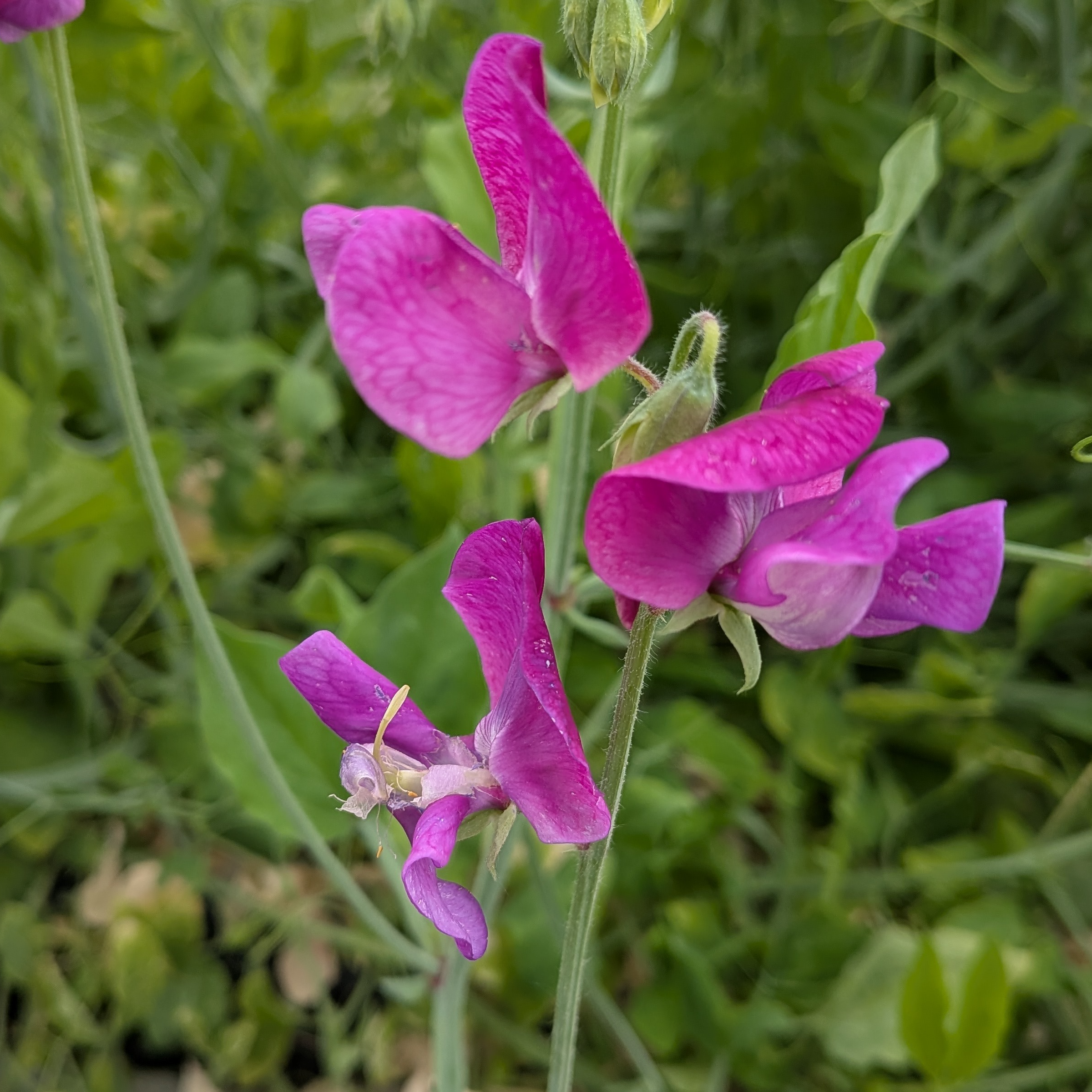 Fleurs de Pois de Senteur